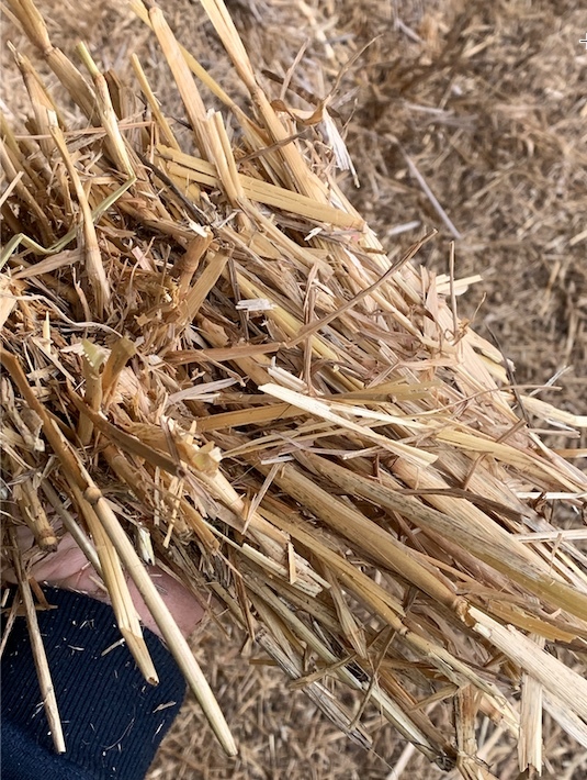 Straw 8 string 8x4x3 bales price is per bale Hay & Fodder